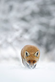 WLD 11 WF0010 01
Portrait Of Red Fox Walking Through Snow