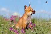 WLD 11 KH0001 01
Red Fox Kit Sitting In Field Watching A Butterfly