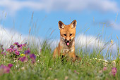 WLD 11 KH0002 01
Red Fox Kit Sitting In Field With Purple Wildflowers