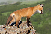 WLD 11 KH0003 01
Red Fox Kit Standing On Rocks Looking Down