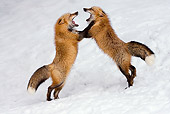 WLD 11 KH0005 01
Two Red Foxes Fighting On Snow
