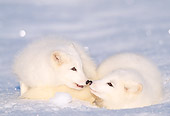 WLD 11 LS0001 01
Arctic Fox Greeting Arctic Fox Laying On Snow
