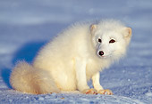 WLD 11 LS0002 01
Arctic Fox Sitting On Snow