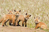 WLD 11 NE0001 01
Red Fox Kits Standing Near Den Spring Montana