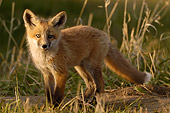 WLD 11 NE0002 01
Red Fox Standing In Grass Spring Montana
