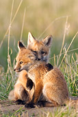 WLD 11 NE0003 01
Two Red Fox Kits Sitting And Hugging In Field