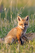 WLD 11 NE0004 01
Red Fox Kit Sitting In Field