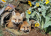 WLD 11 NE0005 01
Two Red Fox Kits Peeking Out Of Den