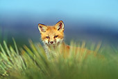 WLD 11 RF0002 01
Red Fox Pup Standing In Field By Den