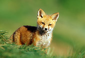 WLD 11 RF0003 01
Red Fox Pup Standing In Field By Den