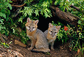 WLD 11 RF0004 01
Two Gray Fox Pups Sitting At Entrance To Den