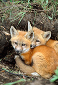 WLD 11 RF0005 01
Two Red Fox Pups Huddling At Entrance To Den