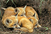 WLD 11 RF0006 01
Three Red Fox Pups Huddling At Entrance To Den