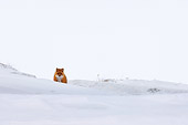WLD 11 SK0001 01
Red Fox Hunting For Food Outside Polar Bear Den At Arctic National Wildlife Refuge Alaska