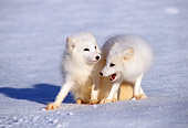 WLD 11 TK0001 01
Two Arctic Foxes Playing On Snow