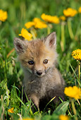 WLD 11 TL0001 01
Portrait Of Red Fox Pup In Flower Field