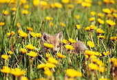 WLD 11 TL0002 01
Red Fox Pup Laying In Field Of Dandelions