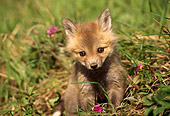 WLD 11 TL0003 01
Portrait Of Red Fox Pup Sitting In Field Facing Camera