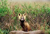WLD 11 TL0004 01
Red Fox Pup Sitting On Dirt Mound By Shrubs Arctic National Wildlife Refuge