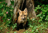 WLD 11 TL0005 01
Red Fox Pup Sitting At Mouth Of Den At Base Of Tree