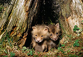 WLD 11 TL0006 01
Two Red Fox Pups Sitting At Mouth Of Den At Base Of Tree