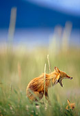 WLD 11 TL0007 01
Profile Of Red Fox Pup Yawning In Field Grass Blue Sky