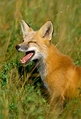 WLD 11 TL0008 01
Red Fox Yawning In Field Of Grass