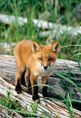 WLD 11 TL0010 01
Portrait Of Red Fox Standing On Log In Tall Grass