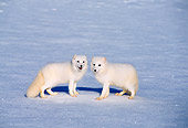 WLD 11 TL0011 01
Two Arctic Foxes Standing On Snow