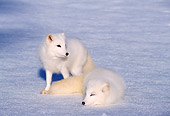WLD 11 TL0012 01
Arctic Fox Watching Over Sleeping Arctic Fox On Snow