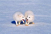WLD 11 TL0013 01
Two Arctic Foxes Playing On Snow