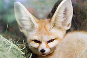 WLD 11 TL0016 01
Head Shot Of Fennec Curled Up