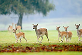 WLD 13 AC0002 01
Fallow Deer Does And Fawns Running On Grass
