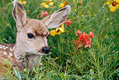WLD 13 BA0001 01
Head Shot Of Mule Deer Fawn Laying In Field by Yellow And Red Flowers