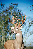 WLD 13 BA0002 01
Close-Up Of White-Tailed Deer Buck Standing In Field