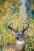 WLD 13 BA0003 01
Close-Up Of White-Tailed Deer Buck Standing In Field