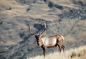 WLD 13 BA0006 01
Red Deer Stag Standing In Field Profile