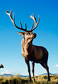 WLD 13 BA0007 01
Red Deer Stag Standing In Field