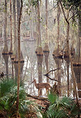 WLD 13 BA0008 01
White-Tailed Deer Doe Standing In Florida Baldcypress Swamp Profile