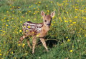 WLD 13 GL0001 01
Roe Deer Fawn Standing In Grass And Wildflowers
