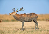 WLD 13 GL0002 01
Red Deer Buck Standing In Meadow Bellowing