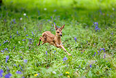 WLD 13 GL0003 01
Roe Deer Fawn Leaping Through Wildflowers