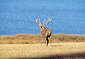 WLD 13 GL0004 01
Red Deer Stag Bellowing In Meadow By Water