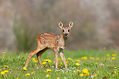 WLD 13 GL0005 01
Roe Deer Fawn Standing In Meadow With Dandelions Normandy