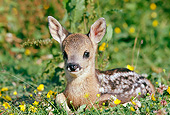 WLD 13 GL0006 01
Roe Deer Fawn Resting In Grass And Wildflowers