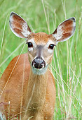 WLD 13 GR0013 01
Portrait Of White-Tailed Deer Doe Standing In Tall Grass