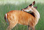WLD 13 GR0014 01
White-Tailed Deer Doe Standing In Tall Grass Licking Back