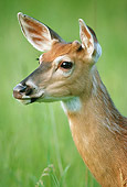 WLD 13 GR0016 01
Head Shot Of White-Tailed Deer Doe
