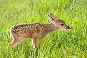 WLD 13 KH0003 01
Mule Deer Fawn Standing In Field Sniffing Flower