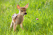 WLD 13 KH0004 01
Mule Deer Fawn Standing In Field